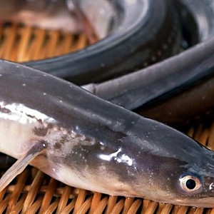 붕장어(아나고)